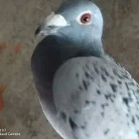 کبوتر پلاکی