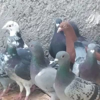 20کبوتر پلاکی پولکی و...|پرنده|خورموج, |دیوار