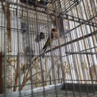 سهره نر