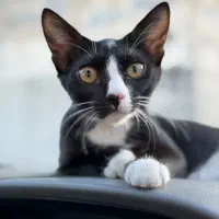 گربه