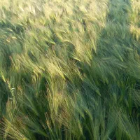 فروش جو بذر شهبود۳۵تومان|گل و گیاه طبیعی|کبودرآهنگ, |دیوار