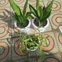 گلهای طبیعی|گل و گیاه طبیعی|دهلران, |دیوار