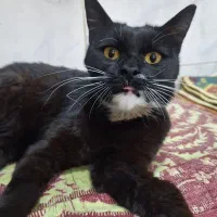 گربه ماده تاکسیدو ۶ماهه حدودا بسیار لوس