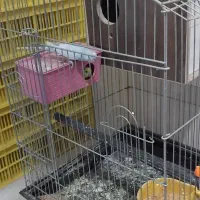 مررغ عشق سالم در حال جفت گیری|پرنده|جیرفت, |دیوار