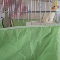 فروش عروس هلندی