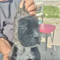 طوله های کن کورسو نژاد خاص