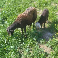 ۲ عدد میش و بره