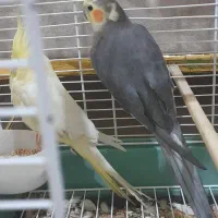 عروس هلندی|پرنده|بردسیر, |دیوار