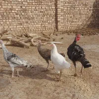 جوجه بوقلمون|حیوانات مزرعه|تربت جام, میان جام|دیوار