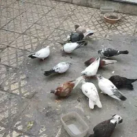 کفتر همه یکجا