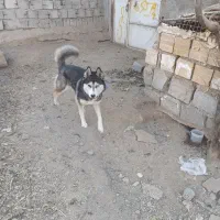 واگذاری سگ هاسکی نر و ماده