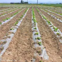 فوری، اجاره زمین سیمینه پیاز، گوجه،چغندر،