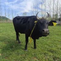 گاو ماده محلی تالشی