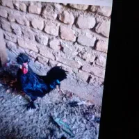یک عدد خروس ومرغ دم تخم