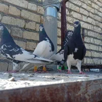 شهری.  بی عیب