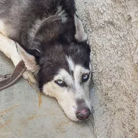 سگ هاسکی ماده