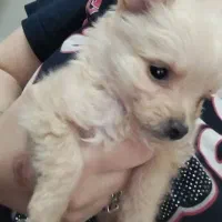 توله سگ پامر اشپیتز|سگ|تبریز, |دیوار