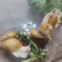 حلزون مولد با جوجه|خزنده|یزد, |دیوار