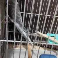 طوطی هلندی سخنگو|پرنده|رشت, حمیدیان|دیوار