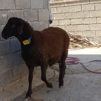 مژده مرکز اصلاح نژاد میش در شهرستان.همو ‌و...|حیوانات مزرعه|بهبهان, |دیوار