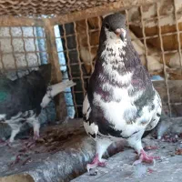 فروشی|پرنده|کازرون, |دیوار