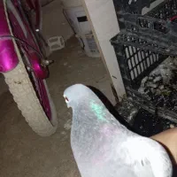 6کببوتر یا معامله|پرنده|دالاهو, |دیوار