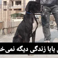 واگذاری سگ گریت دین|سگ|تهران, شهرک انصار|دیوار