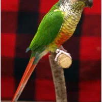 دنیای پرندگان سخنگوی تینا