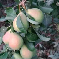 فروش مستقیم نهال  دماوندی اصل از تولیدکننده