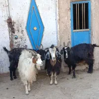 چهار راس بز دورگه دو قلوزا اویست بزبزغاله دار جوان