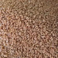 گندم تمیز درجه ۱|خدمات باغبانی و درختکاری|چناران, |دیوار