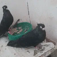 صرب|پرنده|تهران, جیحون|دیوار