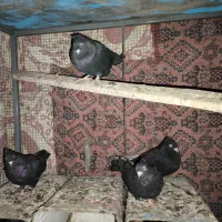 زاغ آبادانی|پرنده|آذرشهر, |دیوار
