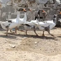 قاز غاز