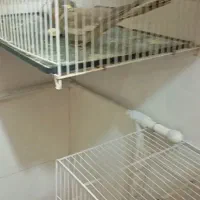 عروس هلندی|پرنده|مشهد, کوشش|دیوار