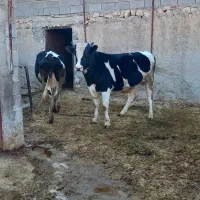 فروش گوساله نر