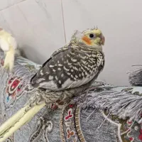 جوجه عروس هلندی|پرنده|بندرعباس, |دیوار