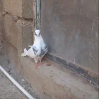 کبوتر‌خال