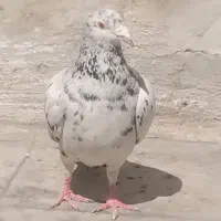 کفتر پلاکی سرور