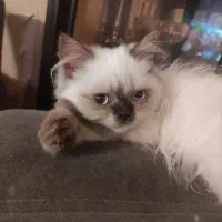 فروش گربه اصیل هیمالین|گربه|بندر انزلی, پرستار|دیوار