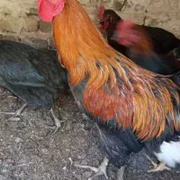 سلام.مرغ وخروس