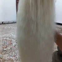 کله مانکن|آرایشگاه و سالن‌های زیبایی|ربط, |دیوار