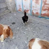 مرغ لاری|حیوانات مزرعه|شمیل, |دیوار