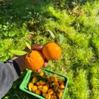 محصولات پرتقال