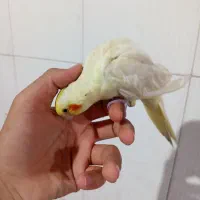 جوجه عروس هلندی لوتینو|پرنده|سیرجان, |دیوار