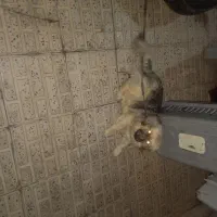 معاوضه سگ پا کوتاه ماده|سگ|کرمان, |دیوار