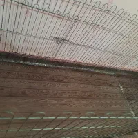 داگ پارک 8 تیکه
