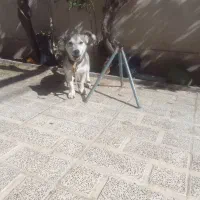 سگ هاسکی اصل