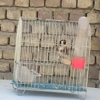سهره نر تازه تخت|پرنده|کرمانشاه, |دیوار
