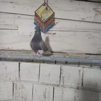 ماده دم سفید و دوکت سرور